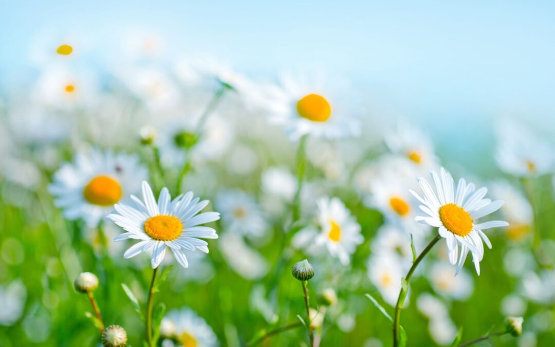 La Primavera