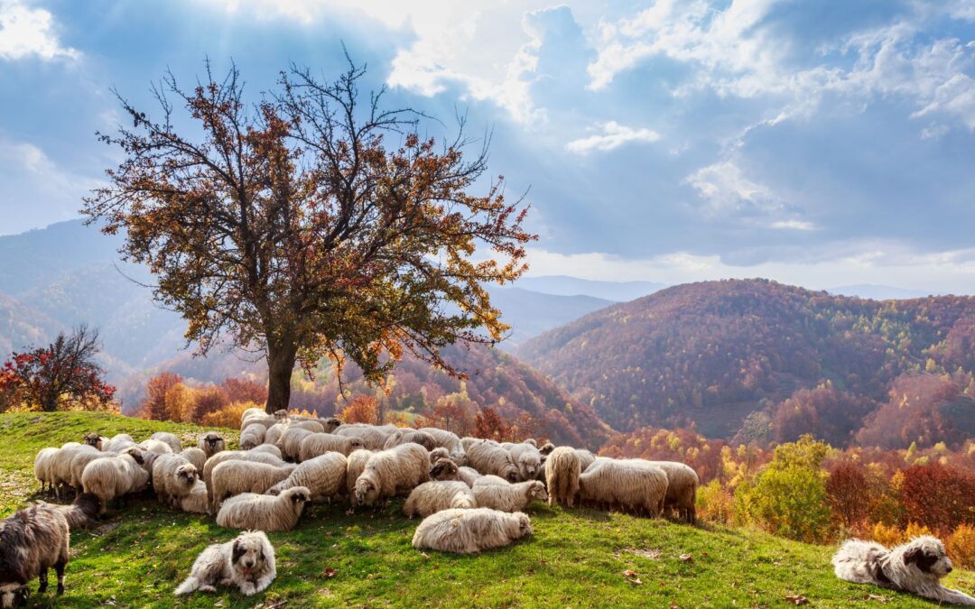 Oír y Obedecer